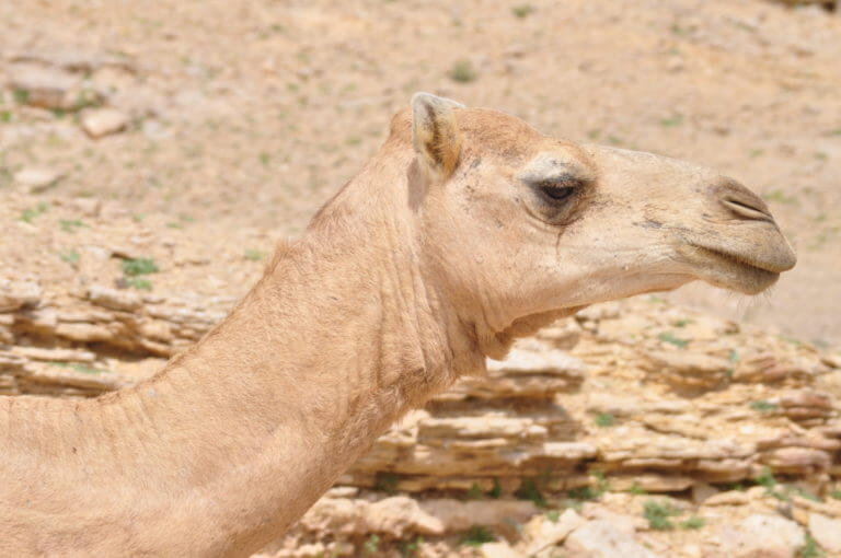 一些骆驼花费超过600万。沙漠中的游牧民族用骆驼“建造资产”