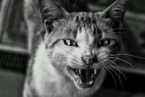 猫无法被驯化之谜（天生的杀手）