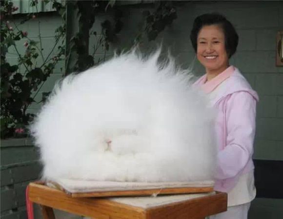 惊呆了！这些动物，你一辈子可能都没见过！