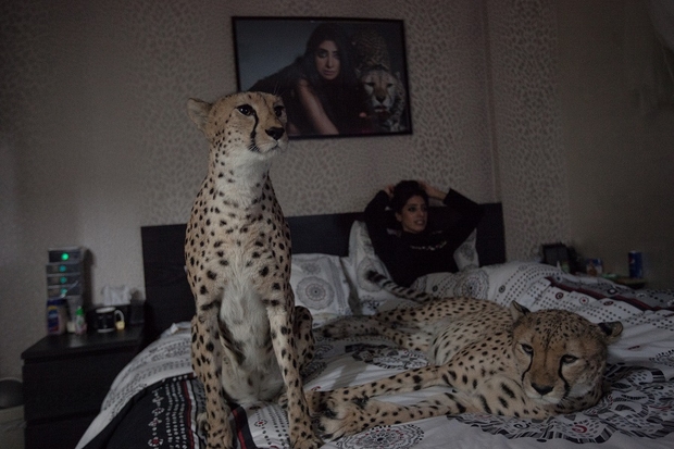 我的宠物猎豹是我的孩子。单身的阿拉萨和猎豹的生活是什么?