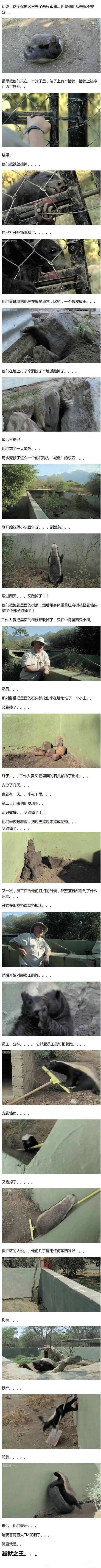 逆天的动物蜜獾