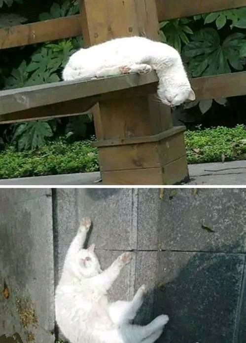 那些年,让我笑出声的图片