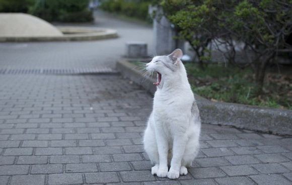 在日本八年告诉你们真实的日本