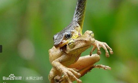 动物之间的决战，你意想不到的场景！
