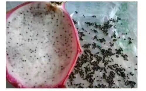 第一次吃水果是这样的