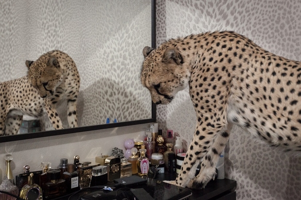 我的宠物猎豹是我的孩子。单身的阿拉萨和猎豹的生活是什么?