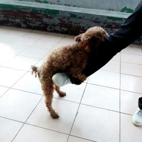 泰迪在狗类里最色有么有，这都可以！