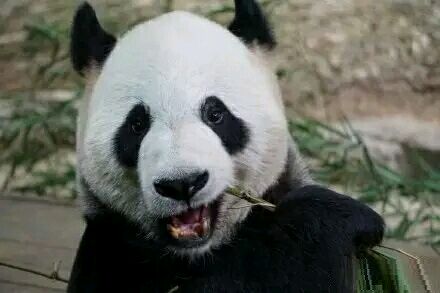 终于找到圆脸比瓜子脸好看的证据了，我圆脸我骄傲！