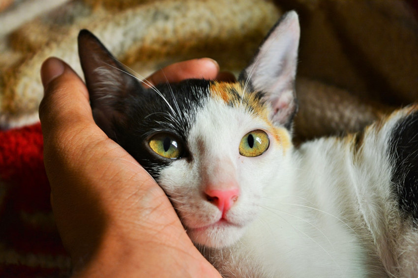 一只特立独行的猫