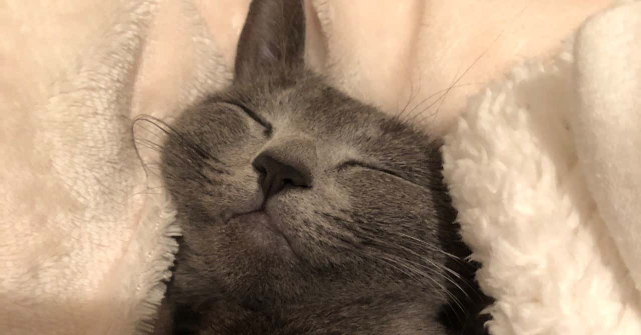 猫给了我什么